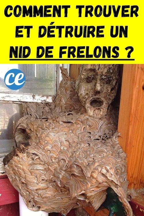 Un nid de frelons en forme de statut dans une maison qui va être détruit