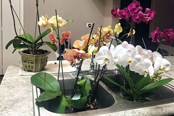 Plusieurs Orchidées dans deux parties séparées d'un évier