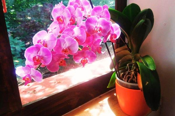 Une Orchid&eacute;e devant une fen&ecirc;tre 