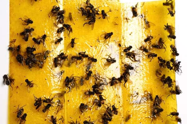 Le papier tue-mouche est très efficace pour lutter contre les mouches.