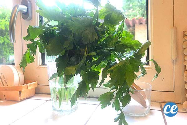 Du Persil conservé dans deux verres d'eau