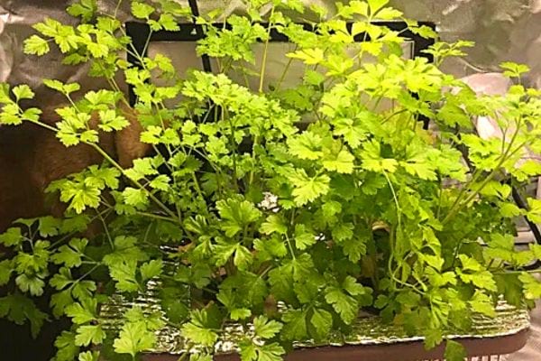 Du Persil pour la conjonctivite