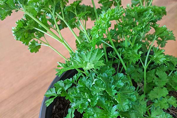 Persil dans pot avec de la Terre