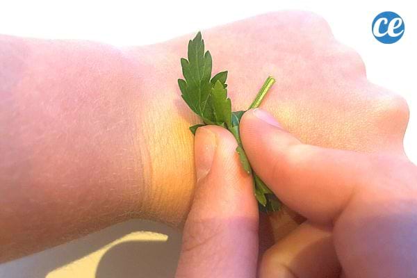 Une personne qui tient du Persil entre le bout de ses doigts et qui en mets sur le dos de sa main