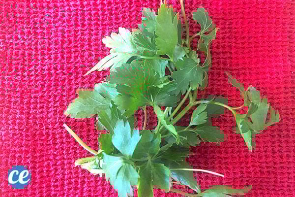 Du Persil sur du tissus rose