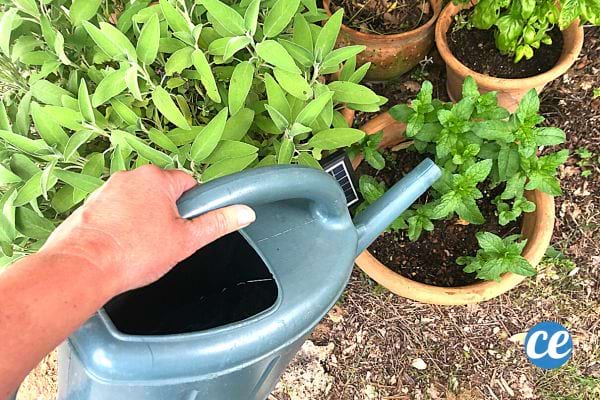 Une personne qui arrose ses plantes avec un seau