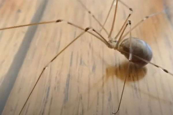 Une pholque phalangide sur le sol