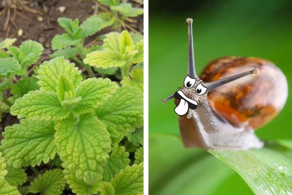 De la menthe dans un jardin avec un escargot 