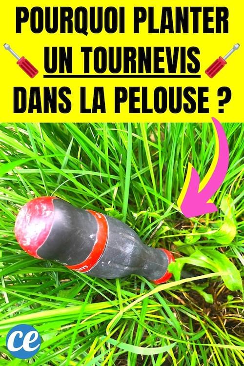 Un tournevis planté dans la pelouse pour savoir si elle est assez arrosé ou pas