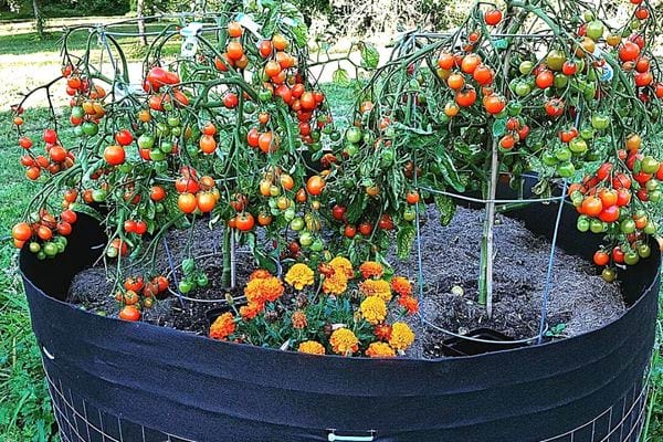 Plusieurs grappes de tomates dans une grosse jardinière