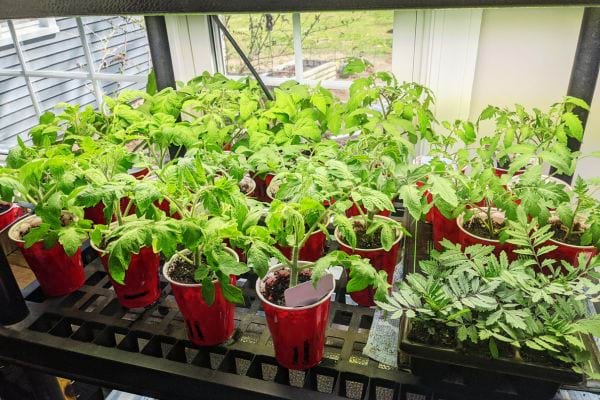 Plusieurs plantes en intérieur dans des pots rouges