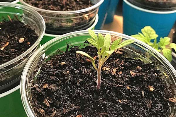 Plusieurs petits pots de fleurs