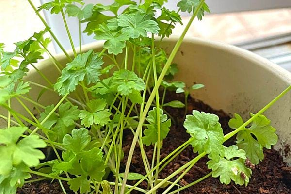Du Persil dans un pot de Terre