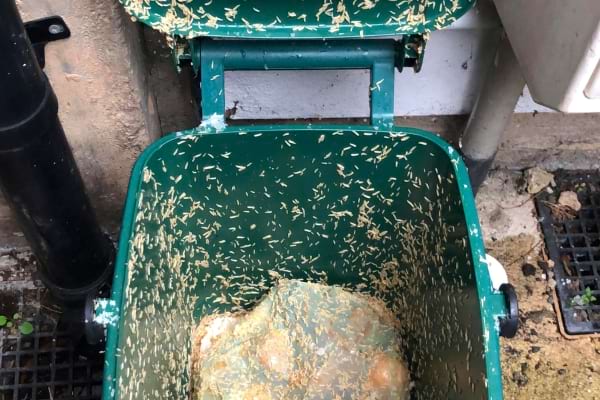 Souvent, les mouches pondent leurs œufs dans les poubelles.