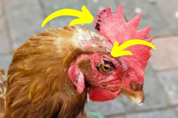 Les poux rouges sont dangereux pour la santé des poules et peuvent même provoquer leur mort.