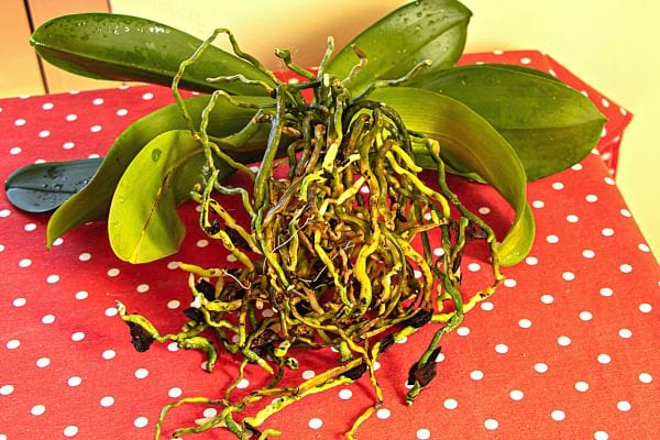 Une grosse Orchidée avec pleins de racines sur une table équipée d'une nappe rouge et des points blancs