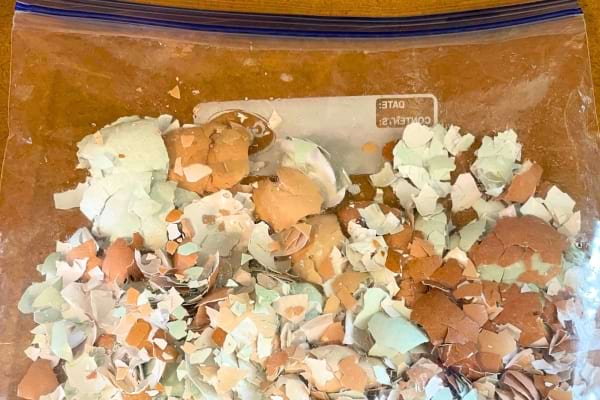 Des coquilles d'œufs broyées dans un sac congélation.
