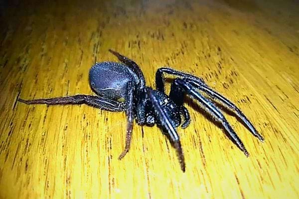 Une Segestria Florentina sur un parquet