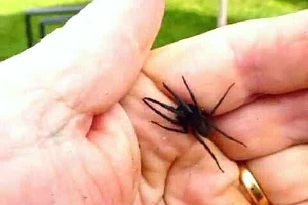 Une ségestrie florentine dans une main