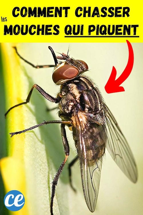 Oui, Certaines Mouches Piquent : Comment les Reconnaître et Soigner une ...