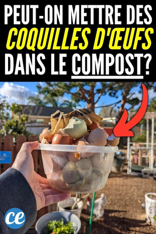 PuisJe Mettre des Coquilles d'Oeufs Dans Mon Compost