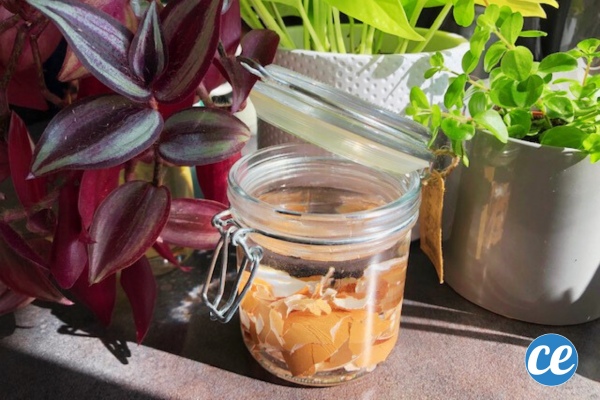 Comment Faire un Engrais Naturel Avec des Coquilles d'Oeuf ? La Recette