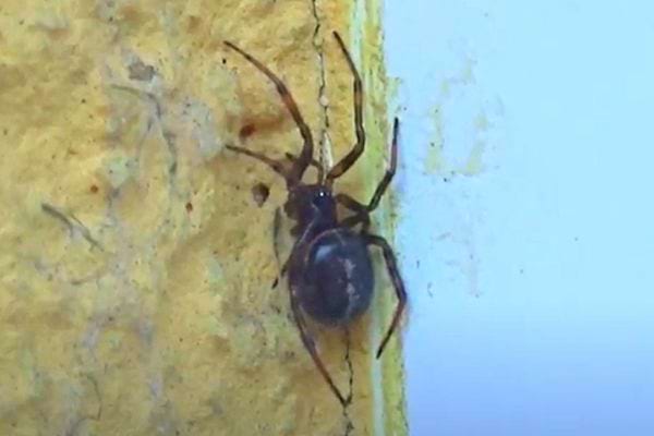 Une Steatoda bipunctata sur un mur jaune
