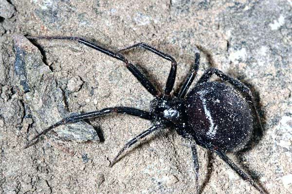 Une Steatoda grossa dans un espace rocheux