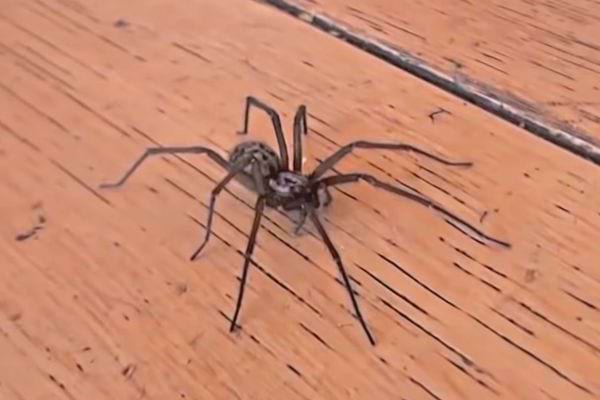 Une tégénaire sur le sol