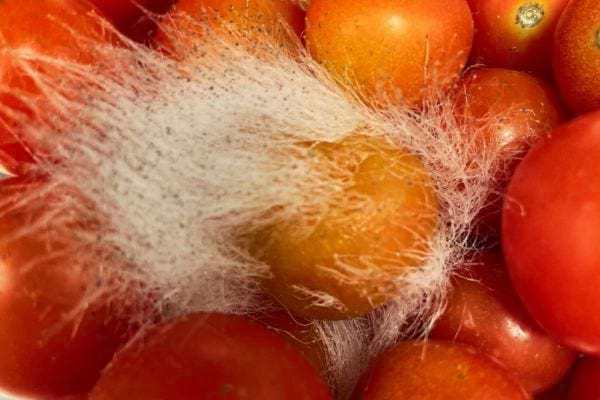 Plusieurs tomates avec une maladie