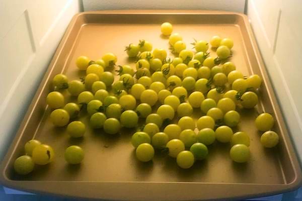 Des tomates cerise en train de congeler sur un plat à four.