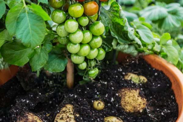 Une grappe de tomate cerise pas mûre avec des pommes de terre dans la Terre