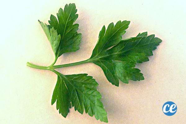 Un trèfle de Persil