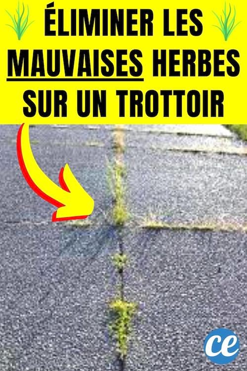 Des mauvaises herbes sur un trottoir qui sont à éliminer avec un désherbant naturel