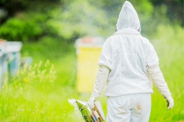 Une combinaison d'apiculteur pour éliminer les frelons