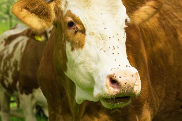 A cow infested with biting anthrax flies