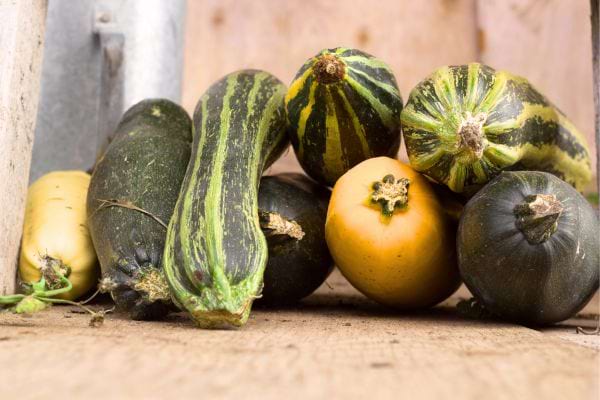 Toutes les variétés de courgettes se congèlent parfaitement.