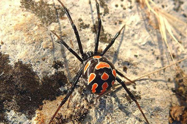 Une veuve noire corse sur un rocher