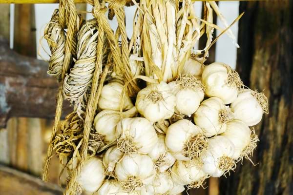 De l'ail suspendu pour le conserver plus longtemps