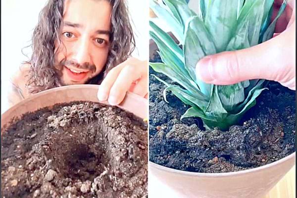 Un homme ayant mit un ananas dans un pot de terre 