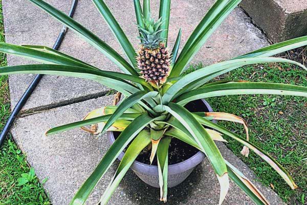 Un ananas en train de pousser sur sa plante 