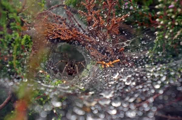Une araignée dans sa toile humide en pleine nature 