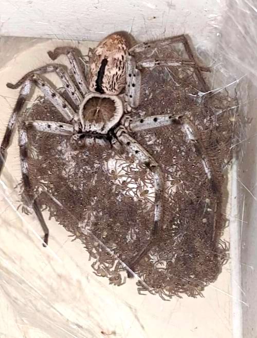 Une grosse araignée avec tous ses petits bébés 