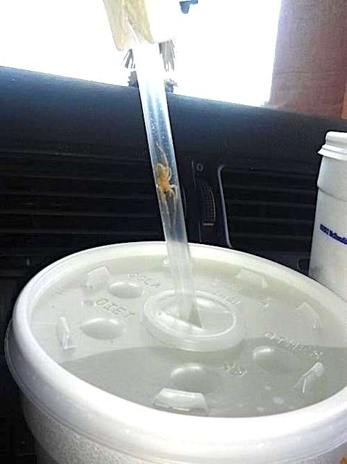 Une petite araignée orange à l'intérieur d'une paille 