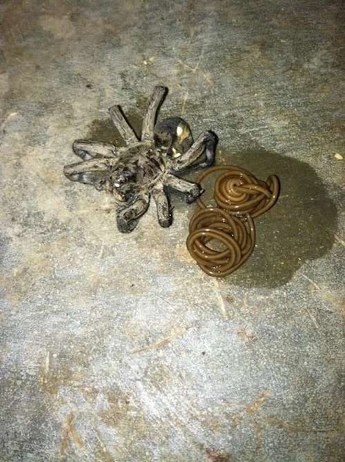 Une araignée en boule