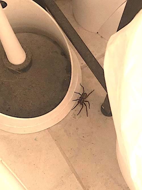 Une araignée au sol 