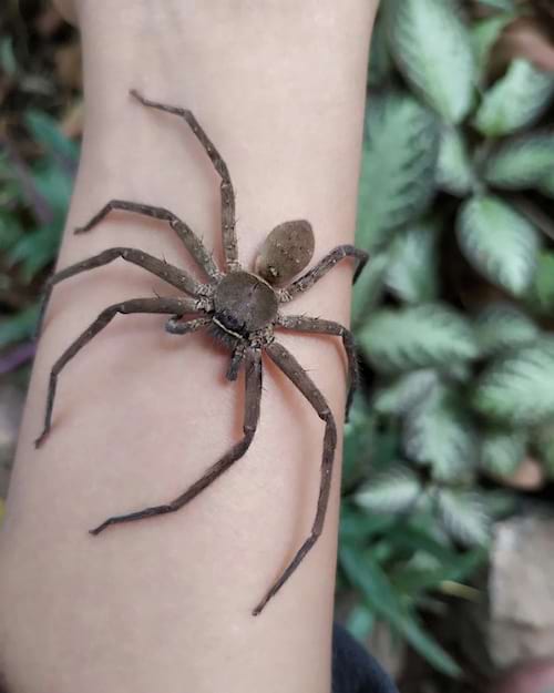 Une grosse araignée sur l'avant-bras d'une personne 