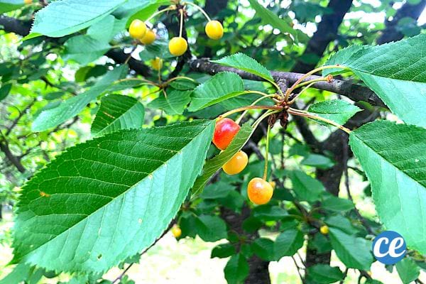 A cherry tree with its unripe cherries in the branches 