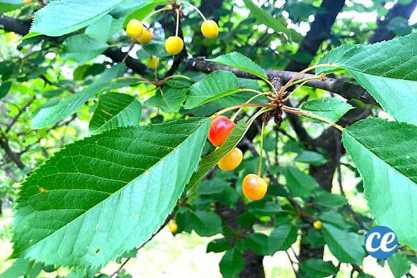 Lastuce Pour Enlever Les Vers Dans Les Cerises Ils Sortent En 2 Min 