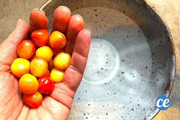 A person holding several cherries inside their palm above a deep plate 